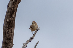 Aphelocephala leucopsis