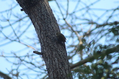 Syndactyla rufosuperciliata