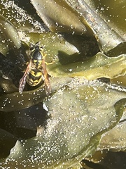 Vespula pensylvanica