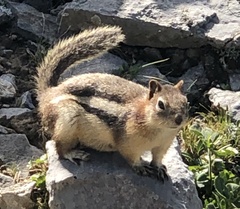 Callospermophilus lateralis