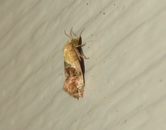 Platphalonidia