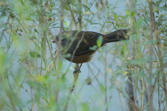 Microspingus cabanisi