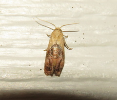 Platphalonidia