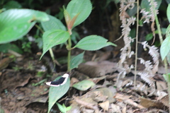 Heliconius cydno