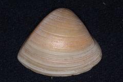 Crassula aequilatera