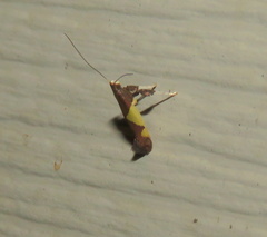 Caloptilia bimaculatella