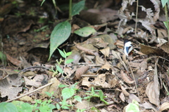 Heliconius cydno