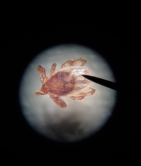 Ixodes