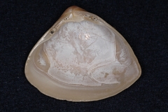 Crassula aequilatera