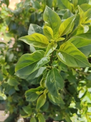 Cestrum fasciculatum