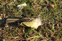 Serpophaga
