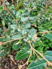 Pomaderris paniculosa