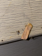 Mythimna oxygala