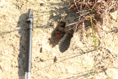 Mazama gouazoubira