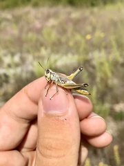 Phoetaliotes nebrascensis