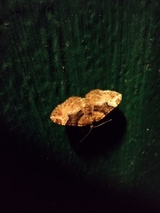 Xanthorhoe lacustrata