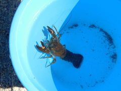 Pacifastacus leniusculus