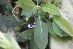 Heliconius cydno