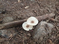 Basidiomycota