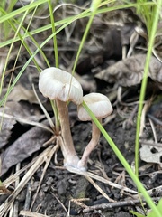 Laccaria bicolor