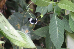 Heliconius cydno