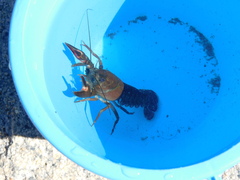 Pacifastacus leniusculus