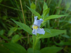 Mimulus ringens