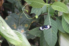 Heliconius cydno