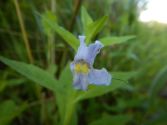Mimulus ringens