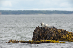 Phoca vitulina vitulina