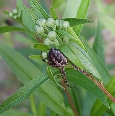 Neoscona arabesca