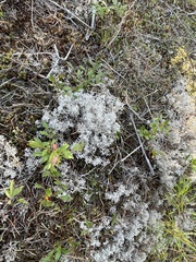 Cladonia rangiferina