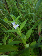 Mimulus ringens