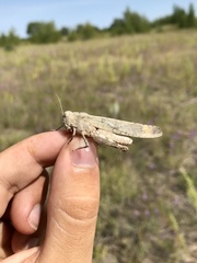 Dissosteira carolina