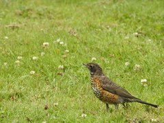 Turdus migratorius