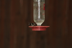 Selasphorus platycercus