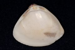 Crassula aequilatera