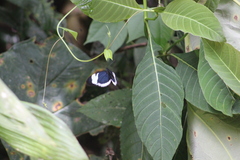 Heliconius cydno