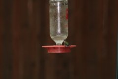 Selasphorus platycercus