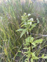 Pedicularis lanceolata