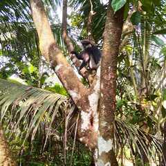 Semnopithecus vetulus