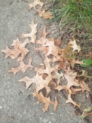 Quercus palustris