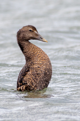 Somateria mollissima