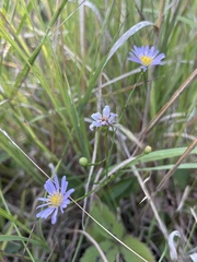 Symphyotrichum oolentangiense