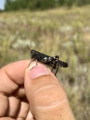 Arphia pseudonietana