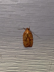 Agonopterix robiniella