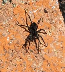Pardosa labradorensis
