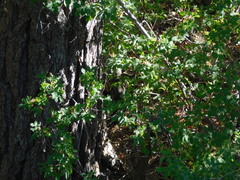 Callospermophilus lateralis