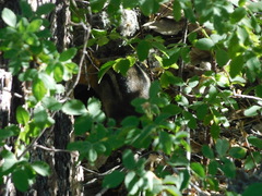 Callospermophilus lateralis