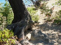 Callospermophilus lateralis